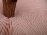 Pluteus atromarginatus image