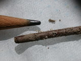 Lachnum virgineum image