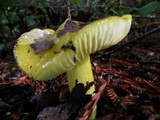 Hygrocybe acutoconica image