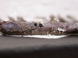 Lachnum virgineum image