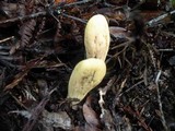Clavariadelphus occidentalis image