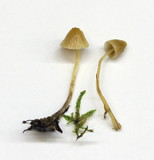 Galerina clavata image