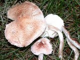 Lepiota subincarnata image