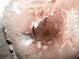 Lepiota subincarnata image