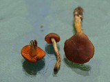 Cortinarius cinnamomeus image