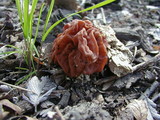 Gyromitra caroliniana image