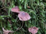 Micromphale arbuticola image
