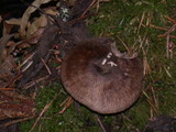 Pluteus atromarginatus image