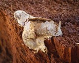 Reticularia lycoperdon image