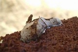 Reticularia lycoperdon image