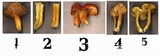 Hygrocybe punicea image