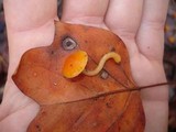 Hygrocybe laeta var. laeta image