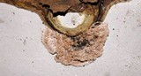 Sporophagomyces chrysostomus image