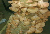 Pleurotus djamor image