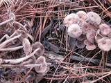 Gymnopus villosipes image