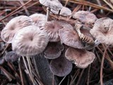 Gymnopus villosipes image