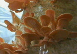 Pleurotus djamor image