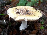 Amanita umbrinidisca image
