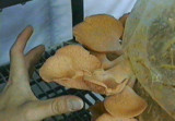 Pleurotus djamor image