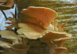 Pleurotus djamor image