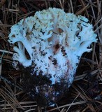 Ramaria rubiginosa image