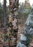 Hydnochaete olivacea image