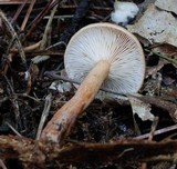 Lactarius oculatus image
