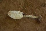 Podaxis pistillaris image