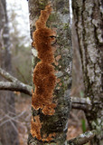 Hydnochaete olivacea image