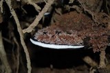Sporophagomyces chrysostomus image