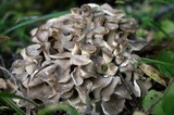 Polyporus umbellatus image