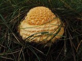 Amanita amerimuscaria image