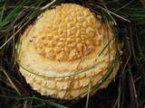 Amanita amerimuscaria image