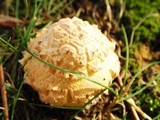 Amanita amerimuscaria image