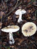 Amanita umbrinidisca image