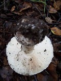 Amanita umbrinidisca image