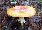 Amanita amerimuscaria image