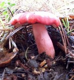 Russula sanguinaria image