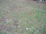 Clitocybe tarda image