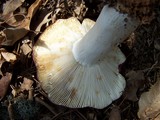 Russula vinacea image