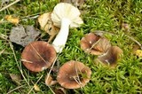 Russula nitida image