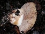 Tylopilus humilis image