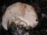 Tylopilus humilis image