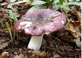 Russula vinacea image