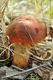 Leccinum aurantiacum image
