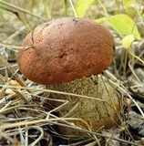 Leccinum aurantiacum image