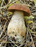 Leccinum aurantiacum image