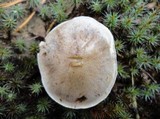 Hebeloma sinapizans image