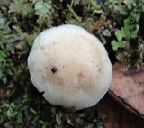 Hebeloma crustuliniforme image
