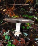 Agaricus hondensis image
